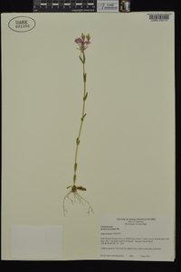 Sabatia brachiata image