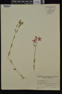 Sabatia brachiata image