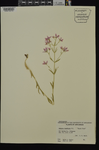 Sabatia brachiata image