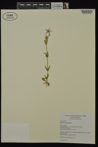 Sabatia brachiata image