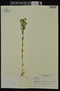 Sabatia brachiata image