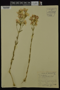 Sabatia brachiata image