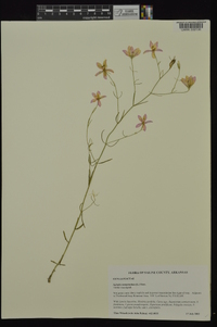 Sabatia campanulata image