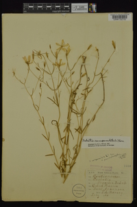 Sabatia campanulata image