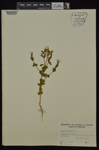 Sabatia campestris image