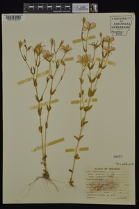 Sabatia campestris image
