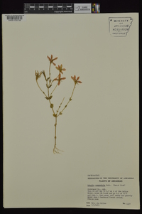 Sabatia campestris image