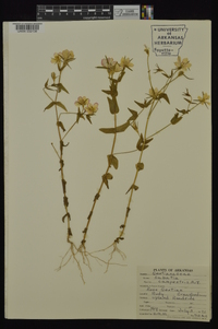 Sabatia campestris image