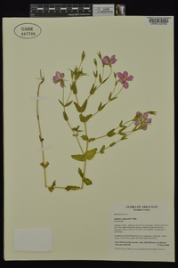 Sabatia campestris image