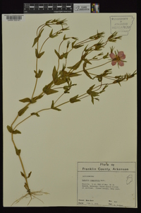 Sabatia campestris image