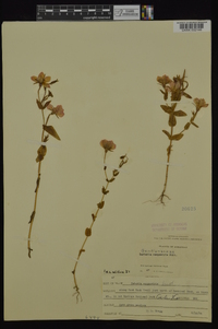 Sabatia campestris image