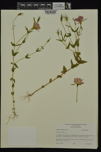 Sabatia campestris image