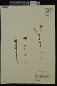 Sabatia campestris image