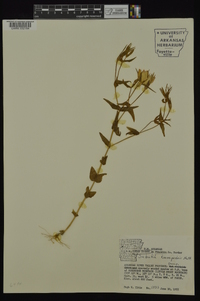 Sabatia campestris image