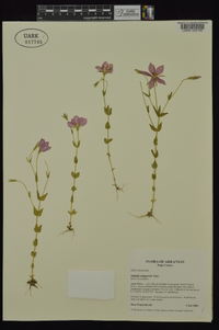 Sabatia campestris image