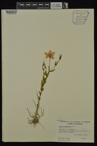 Sabatia campestris image