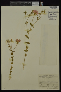 Sabatia campestris image