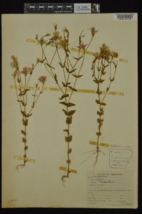 Sabatia campestris image