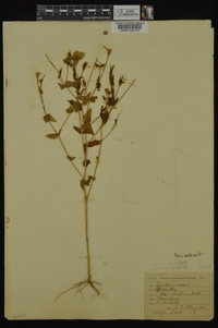 Sabatia campestris image