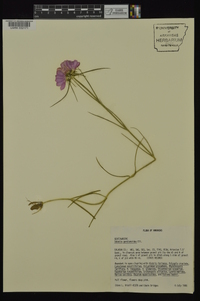 Sabatia gentianoides image