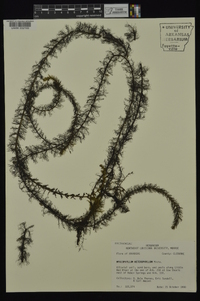 Myriophyllum heterophyllum image