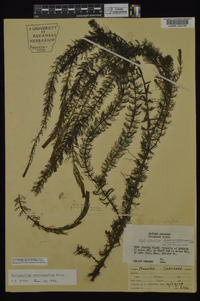 Myriophyllum heterophyllum image