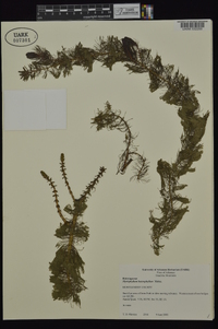 Myriophyllum heterophyllum image