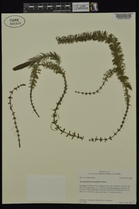 Myriophyllum heterophyllum image