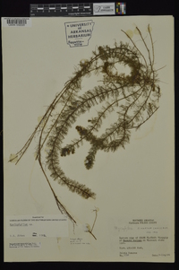 Myriophyllum pinnatum image