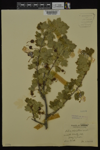 Ribes odoratum image