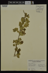 Ribes aureum image