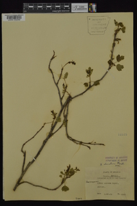 Ribes aureum var. villosum image