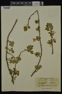 Ribes aureum var. villosum image