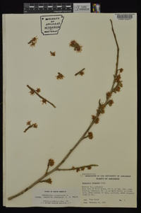 Hamamelis vernalis image