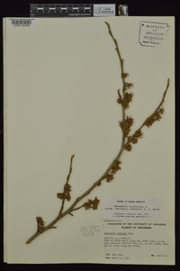 Hamamelis vernalis image