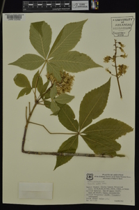 Aesculus glabra image