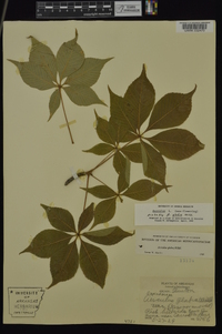 Aesculus glabra image