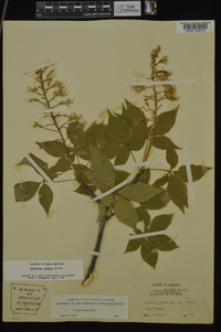 Aesculus glabra image