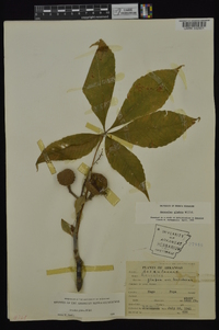 Aesculus glabra image