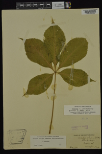 Aesculus glabra image