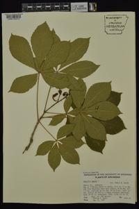 Aesculus pavia var. pavia image