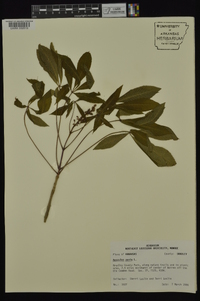 Aesculus pavia var. pavia image