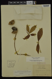 Aesculus pavia var. pavia image