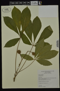Aesculus pavia var. pavia image