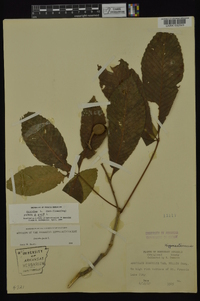 Aesculus pavia var. pavia image