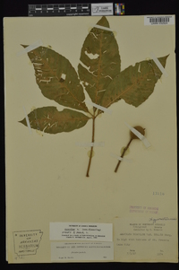 Aesculus pavia var. pavia image