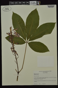 Aesculus pavia var. pavia image