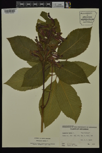 Aesculus pavia var. pavia image