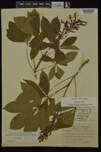 Aesculus pavia var. pavia image