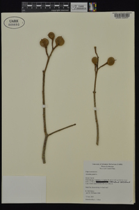 Aesculus pavia var. pavia image